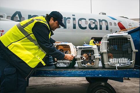 بارگیری حیوانات برای انتقال با هواپیما