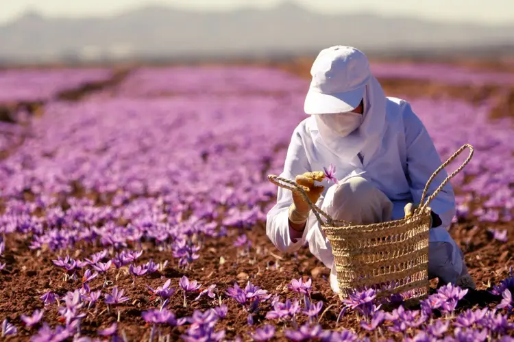 مراحل ارسال زعفران به استرالیا